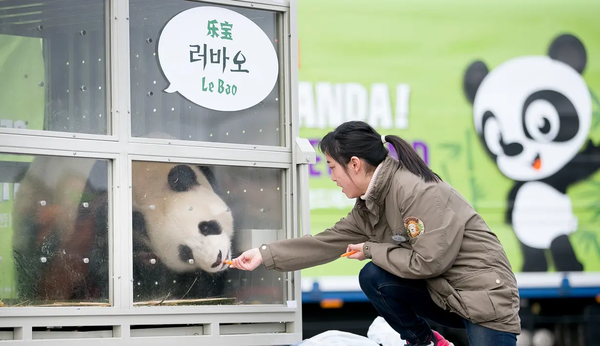 Seorang pengasuh memberi makan panda bernama Lebao dalam acara penyambutan sepasang panda yang berasal dari Cina di Bandara Internasional Incheon, Korea Selatan , (3/3). Lebao sendiri berarti harta yang menyenangkan. (REUTERS / Ha Sa - hyun)