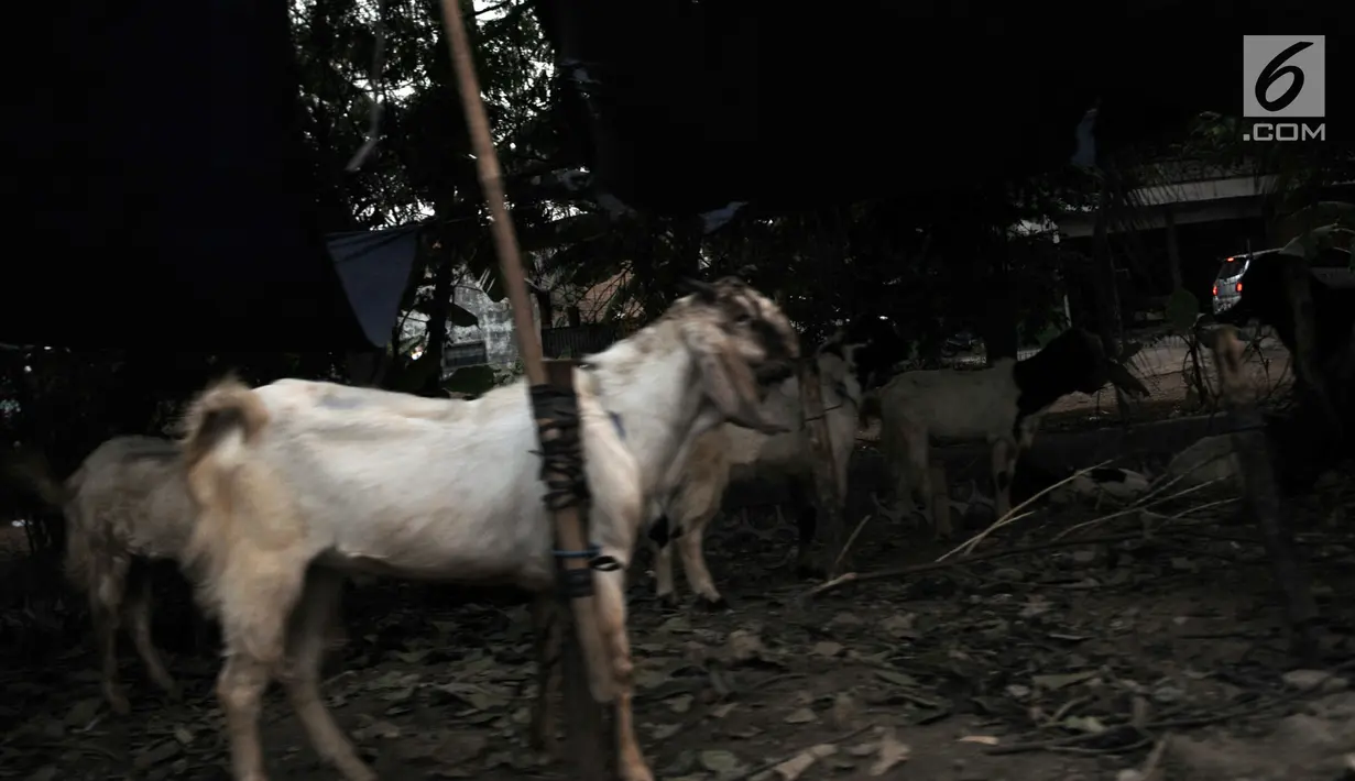 Hewan kurban saat dijual di salah satu lapak, Jakarta, Senin (5/8/2019). Meski Pemprov DKI Jakarta telah melarang, sejumlah pedagang nekat berjualan hewan kurban di trotoar dengan alasan tidak memiliki lahan. (merdeka.com/Iqbal S. Nugroho)