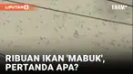 Heboh! Ribuan Ikan Muncul ke Permukaan Sungai Ciujung