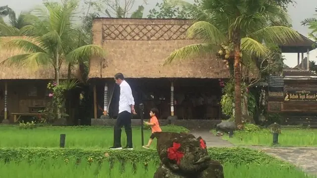 Disela-sela kunjungan kerjanya di Bali, Presiden Joko Widodo atau Jokowi menyempatkan untuk menemani sang cucu Jan Ethes Srinarendra bermain di pinggir sawah.