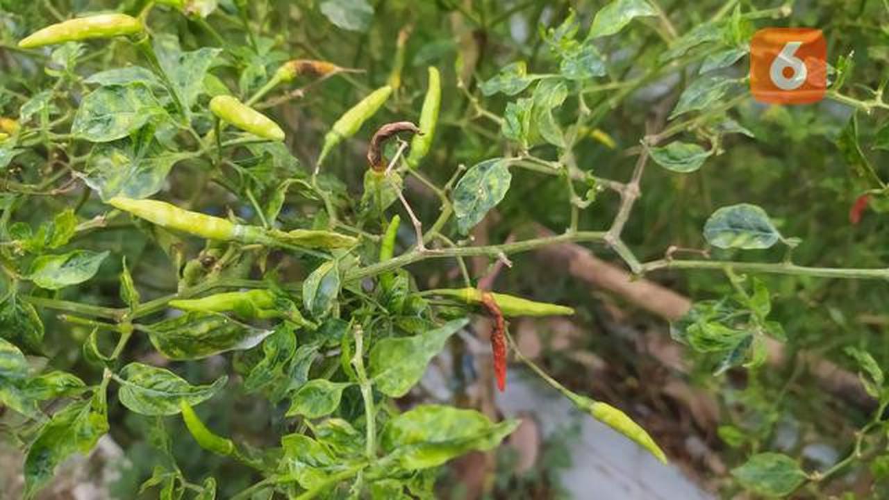 5 Tanaman Produktif untuk Balkon Kecil yang Mudah Dirawat