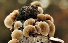 10 Manfaat Jamur Maitake untuk Kesehatan, Menurunkan Gula Darah hingga Cegah Kanker