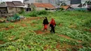 Warga melewati kebun timun suri di Jakarta, Selasa (30/5). Timun suri menjadi buah yang dicari warga untuk dijadikan makanan pembuka puasa. (Liputan6.com/Gempur M Surya)