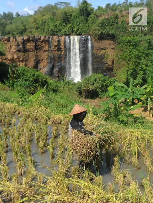 Petani memamen padi dengan latar belakang Curug Awang di desa Taman Jaya, Ciletuh, Sukabumi, Jawa Barat  (24/6). Curug Awang merupakan salah satu curug yang berada di aliran sungai Ciletuh. (Merdeka.com/Arie Basuki)