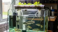 7 Jenis Ikan yang Bisa Dibudidaya Modal Akuarium Kecil, Mudah Dirawat Untung Cepat