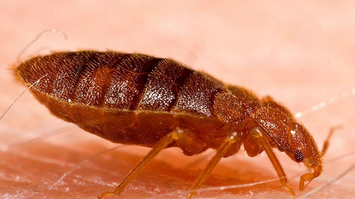 Cara Menghilangkan Kutu Busuk di Kasur Hingga Sofa Menggunakan Bahan Alami, Dijamin Aman dan Ampuh