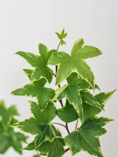 Ilustrasi Tanaman English Ivy/Photo by Claudia Pop on Unsplash