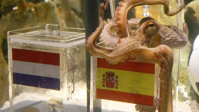  7 Hewan yang Jago Ngeramal Hasil Pertandingan Sepak Bola