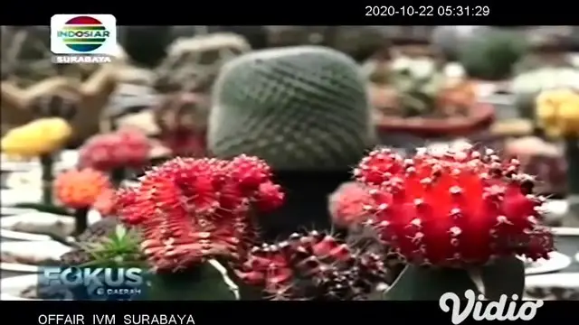VIDEO: Kaktus Siklam, Si Cantik Berduri Tajam yang Memikat Pecinta Tanaman