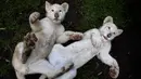 Sepasang anak singa putih berusia empat bulan bermain di kandang mereka di Kebun Binatang Altiplano di Tlaxcala, Meksiko, Selasa (7/8). Populasi singa putih terbilang langka di dunia. (AP Photo/Rebecca Blackwell)