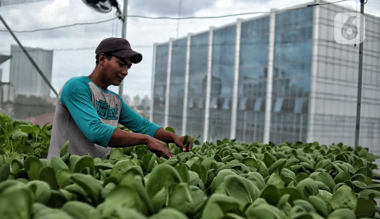 Petugas masjid melakukan perawatan sayuran yang ditanam dengan sistem hidroponik 'Smart Farming' di atap Masjid Asy-syifa, Jakarta Pusat, Senin (23/1/2023). Dinas Ketahanan Pangan, Kelautan dan Pertanian (KPKP) Jakarta Pusat bekerja sama dengan pengurus Masjid Asy-syifa memanfaatkan lahan atap untuk budi daya sayuran hidroponik sebagai upaya menghijaukan lingkungan serta menjadi nilai ekonomis baik untuk pengurus dan warga sekitar. (merdeka.com/Iqbal S. Nugroho)