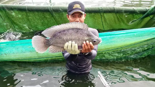 Japfa Sejahterakan Warga Sekitar Danau Toba Lewat Budidaya Ikan Keramba