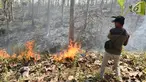 Petugas Dinas Kehutanan berusaha memadamkam api yang membakar hutan jati di Kecamatan Juwangi Boyolali, Jawa Tengah, Senin (6/8). Kebakaran mengakibatkan batang pohon jati kehitaman dan dedaunan menjadi layu. (Liputan6.com/Gholib)