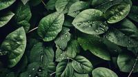 Ilustrasi daun dadap. (Foto oleh sohail nachiti: https://www.pexels.com/id-id/foto/fotografi-close-up-daun-dengan-tetesan-807598/)