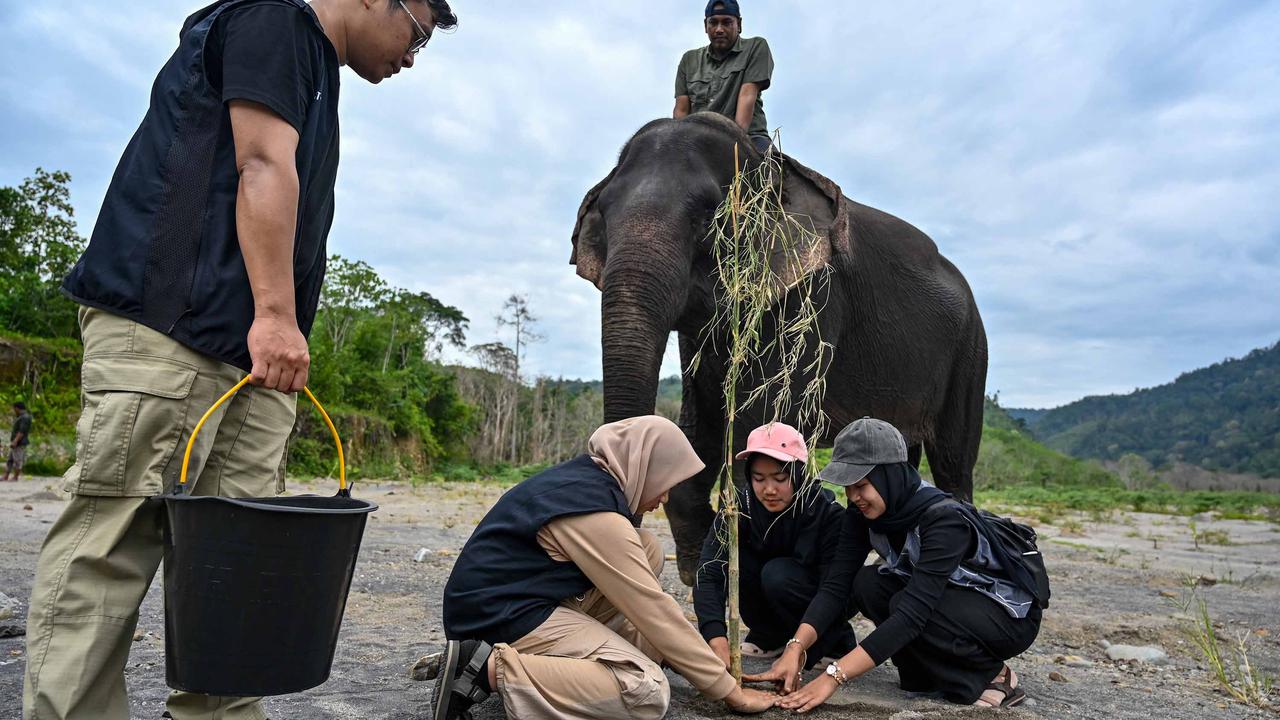 Ratusan Ribu Pohon Ditanam di DAS Peusangan Aceh