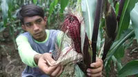 Petani binaan Ewindo memanen jagung saat Expo Nasional Cap Panah Merah di Jawa Barat, Jumat (5/5). Ewindo meluncurkan lima varietas unggul sayuran diantaranya Cabai BAJA F1 dan Tomat OPTIMA F1 yang tahan terhadap virus Gemini.(Liputan6.com/Istimewa)