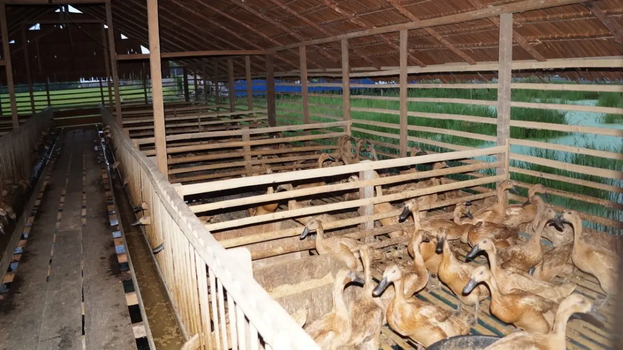 Kementerian Pertanian (Kementan) menyampaikan pengembangan itik di kawasan Food Estate berjalan cukup positif. (Dok Kementan)