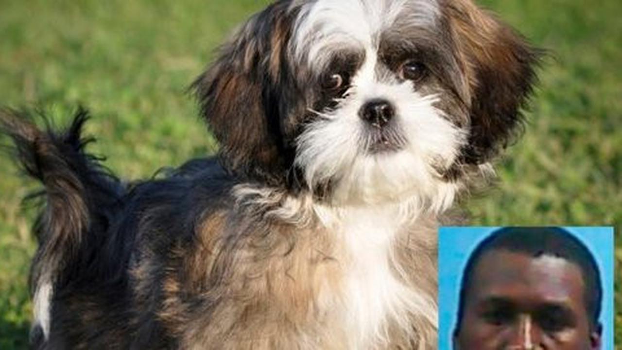 Dendam, pria AS perkosa anjing mantan istrinya
