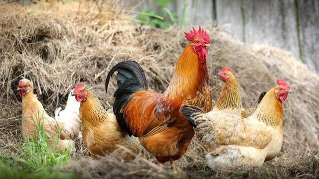 Putus Dari Tubuh, Ayam Ini Berhasil Hidup Meski Tidak Ada Kepala