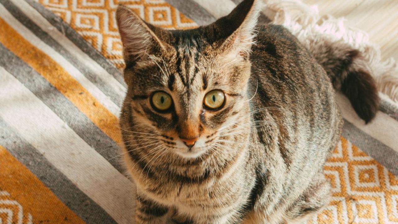 Obat Cacing Kucing Ampuh