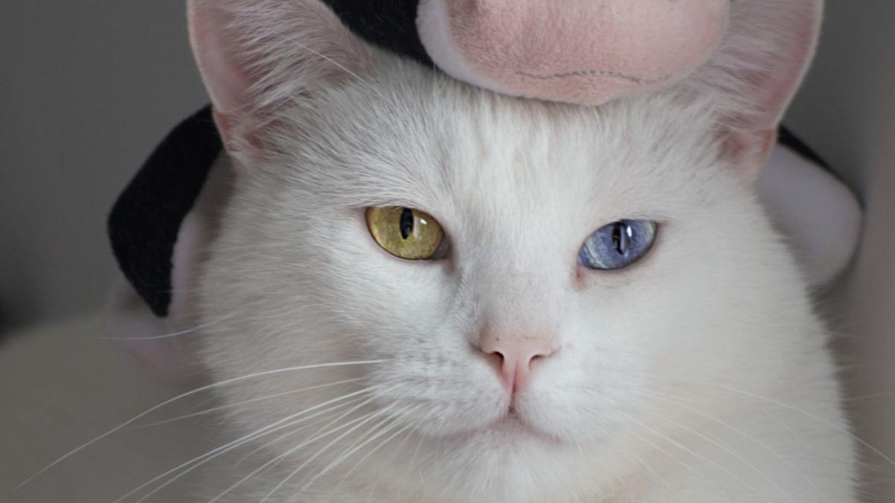 223 Nama Kucing Betina Lucu, Unik, dan Estetik, Mudah Diucapkan