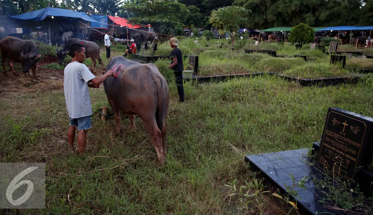 Pedagang memberikan tanda pada hewan kurbannya di salah satu TPU di Jakarta, Senin (5/9). Menjelang Hari Raya Idul Adha 1437 H, pedagang hewan ini memanfaatkan lahan kuburan untuk berjualan karena terbatasnya lahan di Jakarta. (Liputan6.com/Johan Tallo)