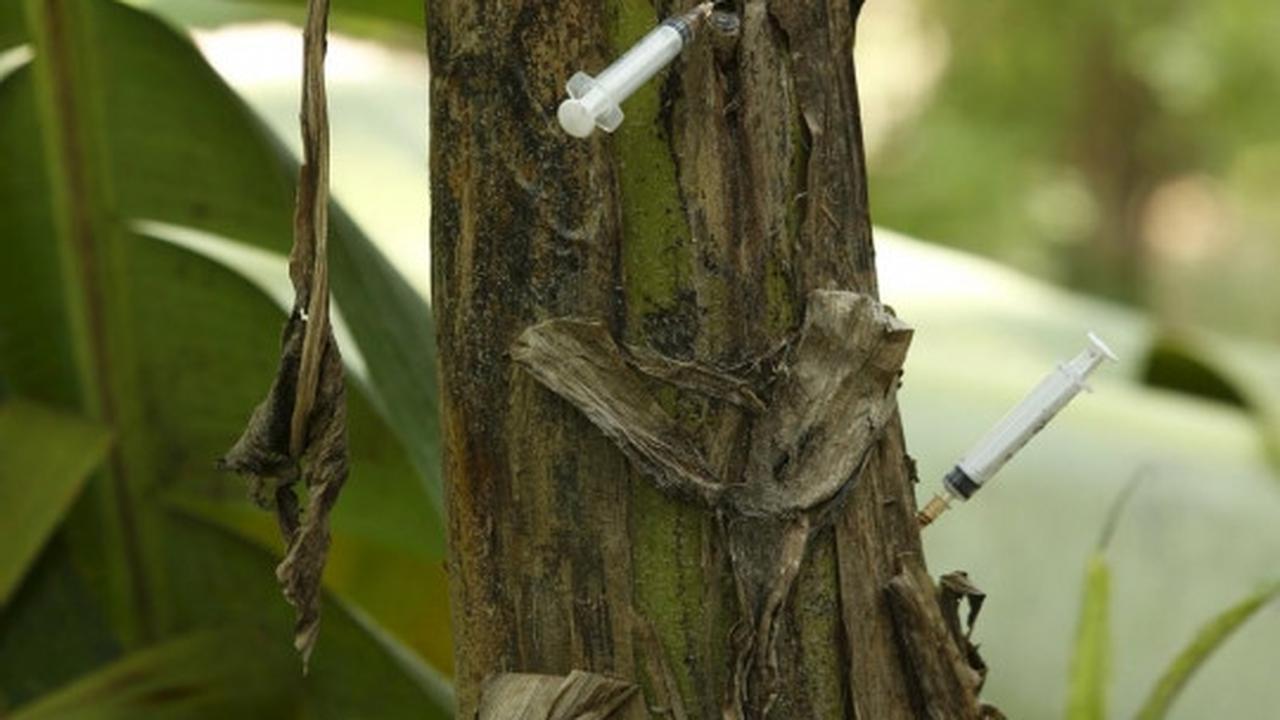 Potret suram pecandu heroin simpan jarum suntik di pohon pisang