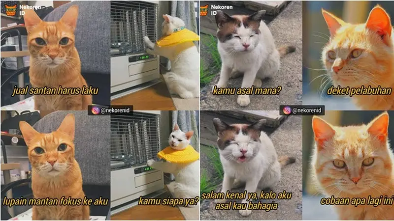 7 Meme Kucing Ngegombal Saat PDKT Ini Kocak Bikin Ngakak
