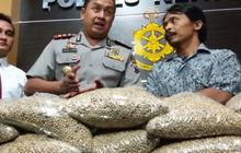 Polres Klaten amankan 25 kg merica palsu