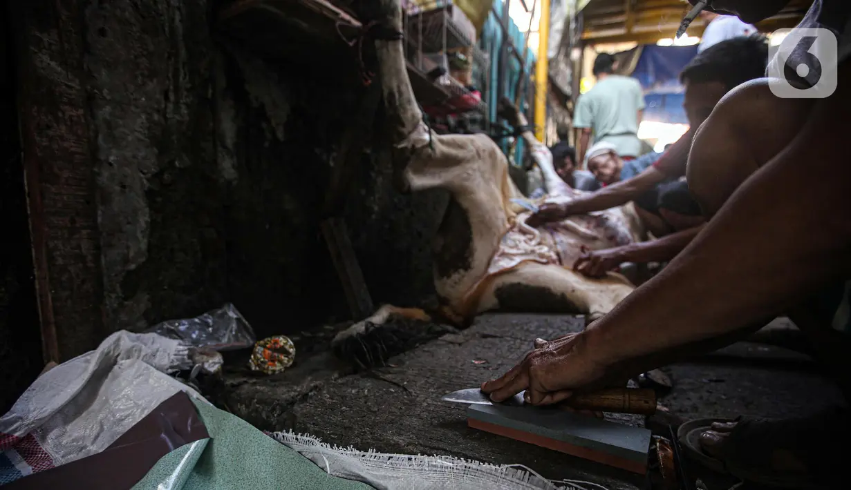 Warga mengasah pisaunya untuk menguliti hewan kurban yang selesai dipotong di kawasan Kramat Pulo Gang 18 RT 1 RW 8, Jakarta, Minggu (10/7/2022). Panitia Majelis Taklim Al Iman memotong tiga sapi untuk kemudian dibagikan kepada fakir miskin sebagai bentuk rasa syukur atas rizki dari Allah pada perayaan Hari Raya Idul Adha 1443 H. (Liputan6.com/Faizal Fanani)