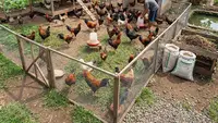 10 Tips Meninggalkan Ternak Ayam untuk Mudik Beberapa Hari, Tenang dan Aman