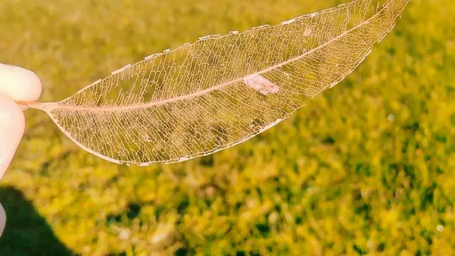 fenomena unik alam
