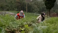 Semangat Petani Boyolali Terangkat, MBG buat Pesanan Sayur Melonjak