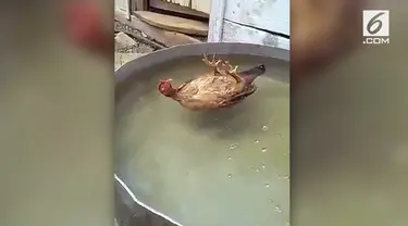 Siapa pun yang melihat mungkin mengira ayam ini telah mati. Namun ternyata ini faktanya.