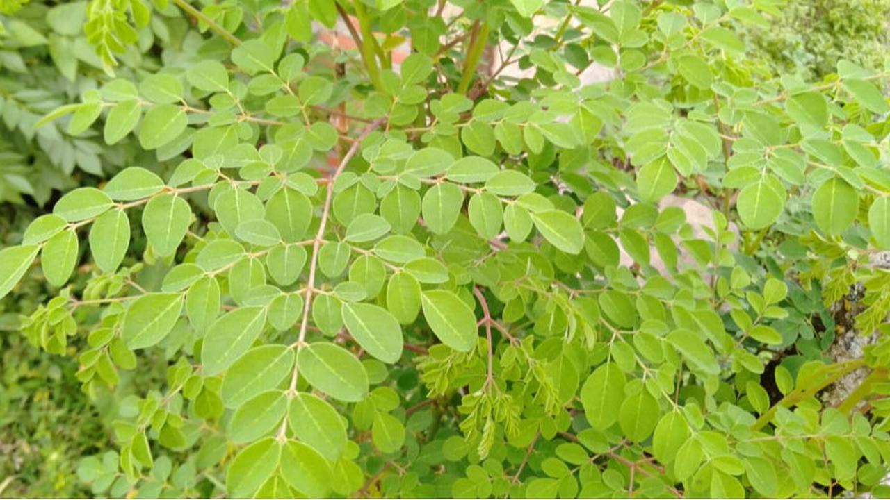 10 Khasiat Daun Kelor dalam Mengatasi Berbagai Penyakit