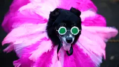 Seekor anjing mengenakan kostum ala Rihanna menghadiri Tompkins Square Halloween Dog Parade di Manhattan, New York City, Amerika Serikat, Minggu (20/10/2019). (Johannes EISELE/AFP)