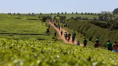Sejumlah atlet berlatih lari melintasi perkebunan teh pada pagi hari di dekat Iten Home Champions di kota Eldoret, Kenya barat, (20/3). Iten Home dikenal sebagai tempat yang melahirkan atlet lari dunia. (REUTERS/ Siegfried Modola)