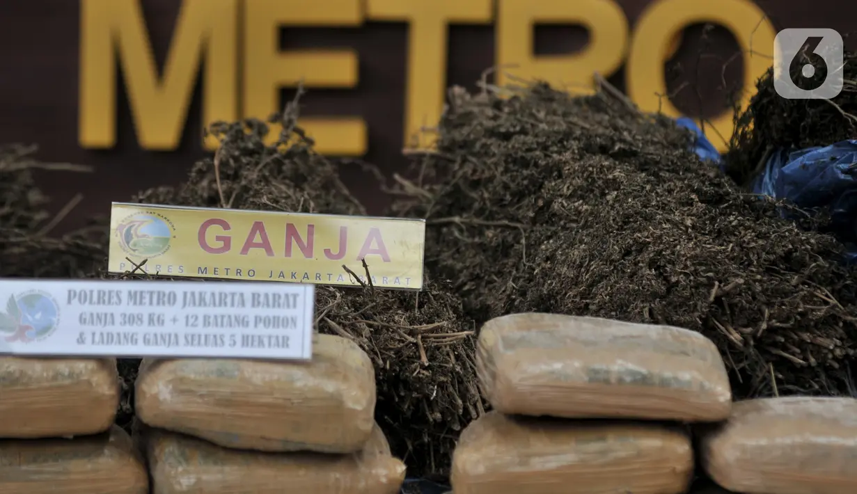 Barang bukti ganja saat rilis pengungkapan narkoba di Mapolda Metro Jaya, Jakarta, Rabu (22/1/2020). Polisi mengungkap kasus penyalagunaan narkoba jenis ganja sepanjang dua bulan terakhir di wilayah Jakarta, Bekasi, Depok, dan 5 hektare ladang ganja di Mandailing Natal. (merdeka.com/Iqbal Nugroho)