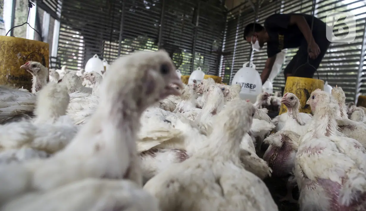 Pekerja memilah ayam yang dipesan konsumen di tempat pemotongan ayam, Jakarta, Jumat (3/12/2021). Jelang Natal dan Tahun Baru harga beberapa kebutuhan pokok khususnya daging sapi dan ayam masih stabil, kecuali minyak goreng curah yang mengalami kenaikan. (Liputan6.com/Johan Tallo)