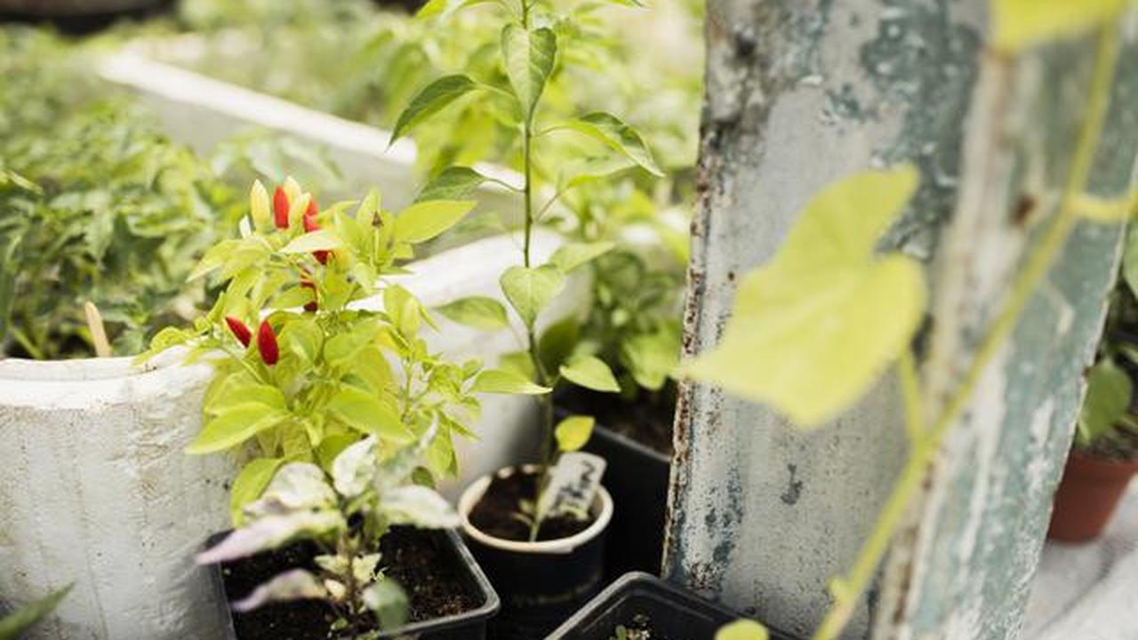 Cara Membuat Kebun Sayur di Teras Rumah Kecil agar Tetap Estetik