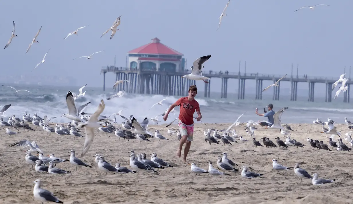 Anak laki-laki berlari melewati sekawanan burung camar di pantai di Huntington Beach, California, Senin (11/10/2021). Pantai Huntington membuka kembali garis pantainya setelah hasil pengujian air kembali dengan jumlah racun terkait minyak yang tidak terdeteksi di air laut. (AP Photo/Ringo HW Chiu)