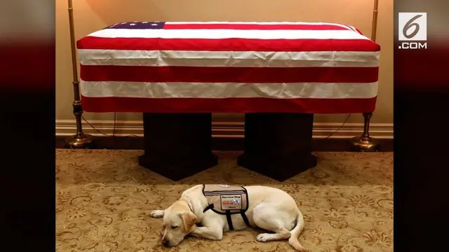Sully, sosok anjing peliharaan Georger HW Bush jadi sorotan warganet setelah bersimpuh murung di hadapan jenazah mantan Presiden AS tersebut.