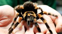 Penjaga menunjukkan seekor laba-laba mexican red-kneed saat sensus tahunan di Kebun Binatang ZSL London, Inggris, Kamis (2/1/2020). Kebun Binatang ZSL London melakukan sensus tahunan terhadap lebih dari 500 spesies. (AP Photo/Frank Augstein)