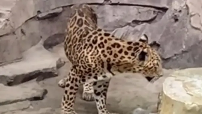 Jalu Kurus: Ragunan Membela, Satwa Tak Selalu Sakit!