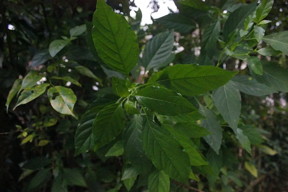 Daun Sambiloto