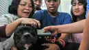 Seekor anjing saat dipasangi microchip di Balaikota, Jakarta, Minggu (7/2). Melalui microchip diharapkan pengembangbiakan hewan dan penyakitnya dapat terkontrol karena datanya langsung terhubung dengan smartcity. (Liputan6.com/Yoppy Renato)