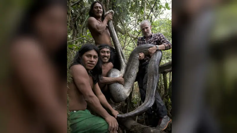Anakonda sepanjang 5 meter yang ditemukan oleh Gordon Buchanan dan Suku Waorani (Foto: Toby Strong/BBC).