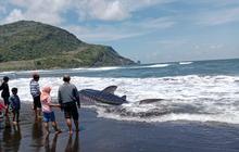 Hiu Tutul Terdampar di Pantai Pancer Jember: Upaya Penyelamatan Gagal, Hewan Dilindungi Akhirnya Mati