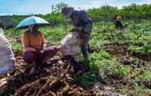 Siap-Siap, Impor Singkong dan Tapioka Bakal Kena Bea Masuk