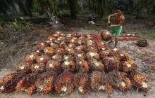 Kisah petani kelapa sawit Riau bekerja di tengah kabut asap